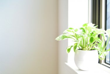 朝日に当たる植物　画像